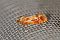 Rhyacionia buoliana