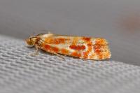 Rhyacionia buoliana