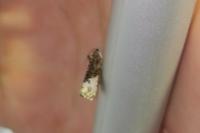 Hedya nubiferana