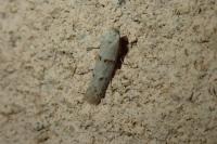 Symmocoides oxybiella