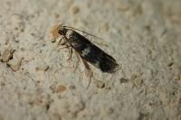 Oegoconia