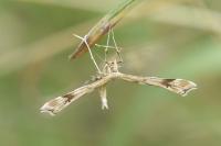 Gillmeria ochrodactyla