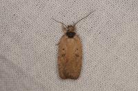 Agonopterix scopariella