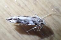 Parachronistis albiceps
