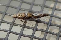 Acrocercops brongniardella