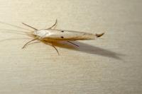 Ypsolopha nemorella