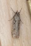 Diurnea fagella