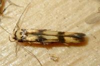 Stathmopoda pedella