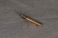 Pleurota aristella