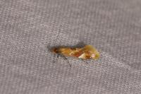 Epicallima formosella
