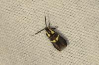 Dasycera oliviella