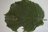 Stigmella microtheriella