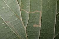Stigmella microtheriella