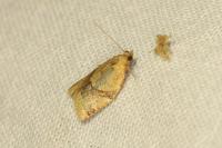 Clepsis consimilana