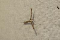 Agdistis