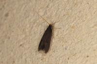 Homaloxestis briantiella