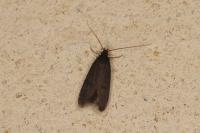 Homaloxestis briantiella