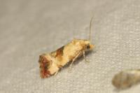 Neocochylis millierana