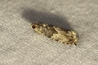 Cydia fagiglandana