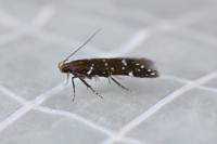 Argolamprotes micella