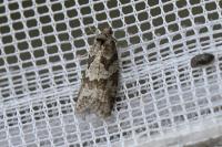 Cnephasia