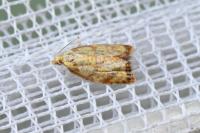 Acleris bergmanniana