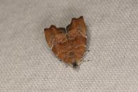 Choreutis nemorana