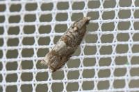Rhopobota naevana