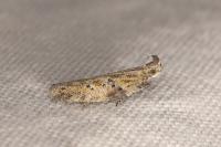 Rosetea rosetella