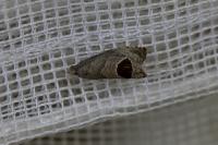 Notocelia uddmanniana