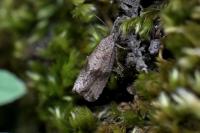 Celypha striana