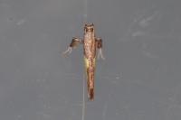 Caloptilia fidella