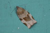 Choristoneura hebenstreitella