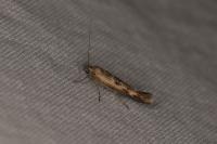 Scythris limbella