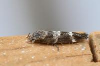 Mompha subbistrigella