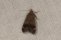Anacampsis obscurella