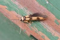 Stathmopoda pedella