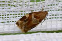 Archips xylosteana
