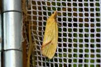 Agapeta hamana