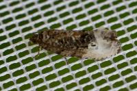 Hedya nubiferana