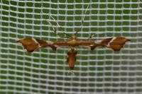 Cnaemidophorus rhododactylus