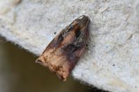 Archips podana