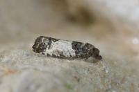 Spilonota ocellana