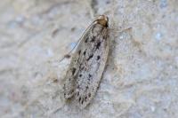Hofmannophila pseudospretella