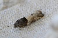 Gypsonoma aceriana