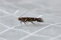 Argolamprotes micella