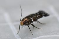 Argolamprotes micella