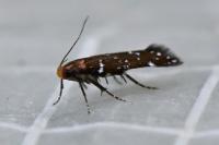 Argolamprotes micella