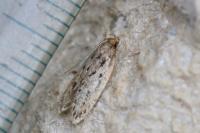 Hofmannophila pseudospretella