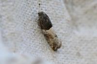 Gypsonoma aceriana